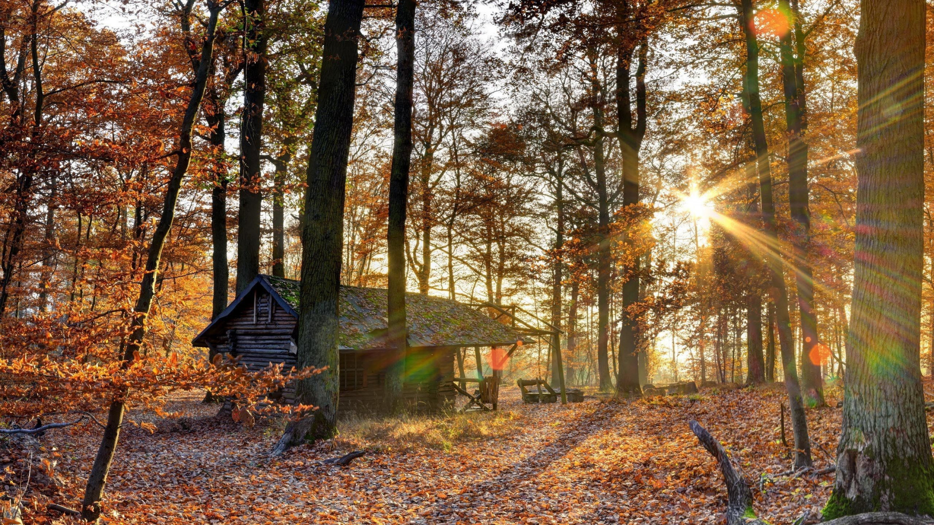 Brown Wooden House in The Woods During Daytime. Wallpaper in 1920x1080 Resolution