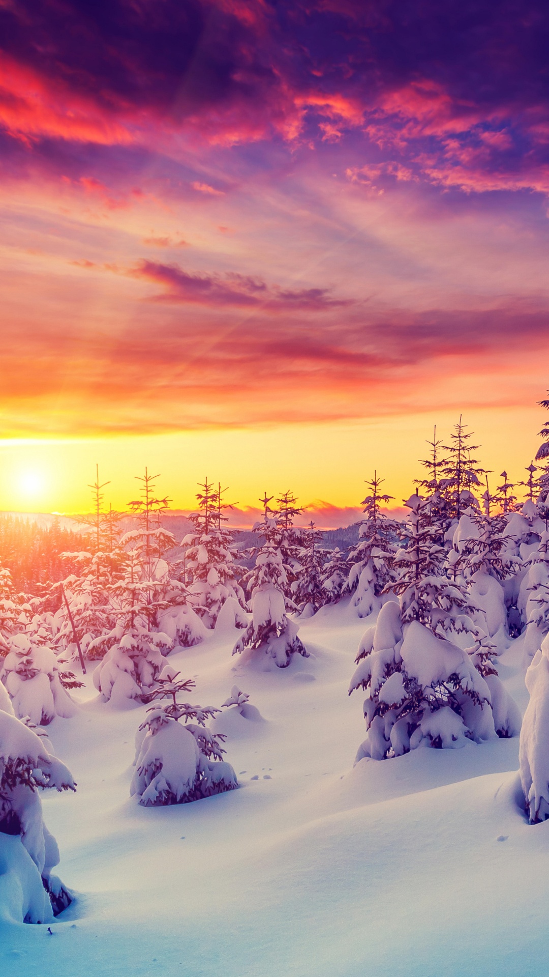 Schneebedeckte Bäume Bei Sonnenuntergang. Wallpaper in 1080x1920 Resolution