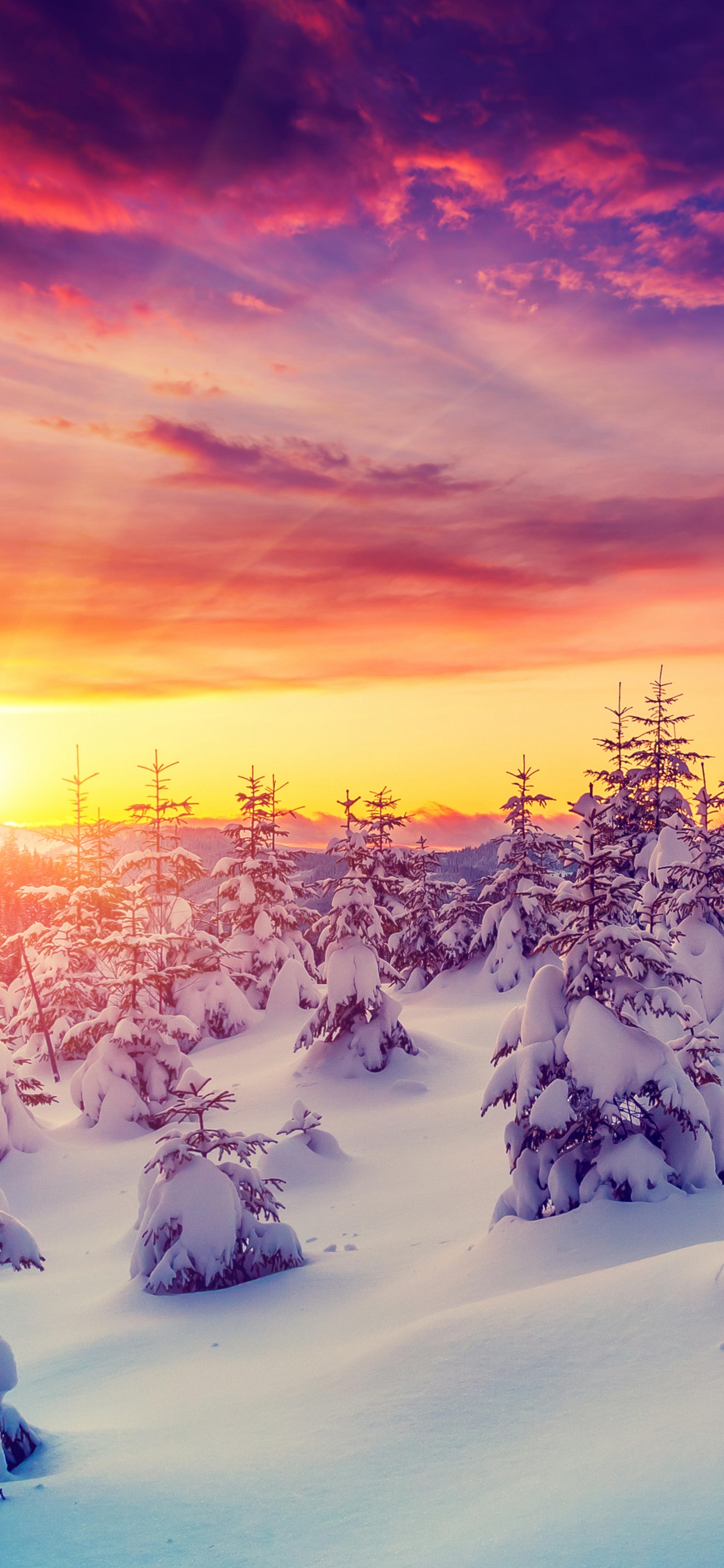 Schneebedeckte Bäume Bei Sonnenuntergang. Wallpaper in 1242x2688 Resolution