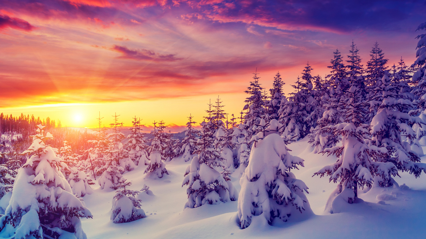Schneebedeckte Bäume Bei Sonnenuntergang. Wallpaper in 1366x768 Resolution