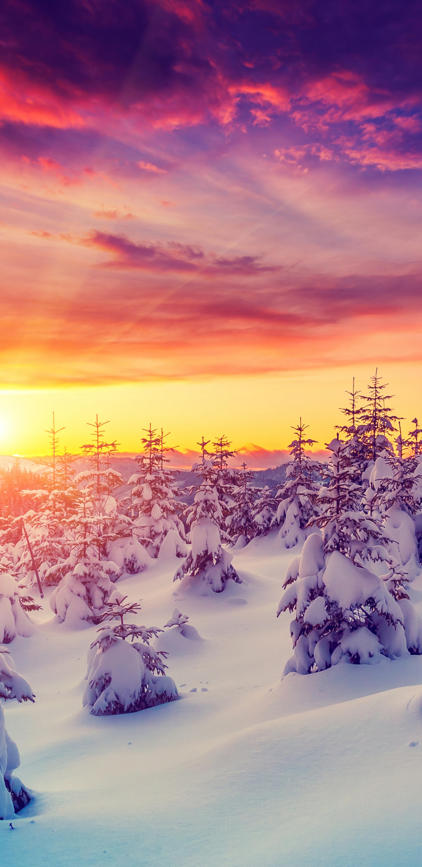 Árboles Cubiertos de Nieve Durante la Puesta de Sol. Wallpaper in 1440x2960 Resolution
