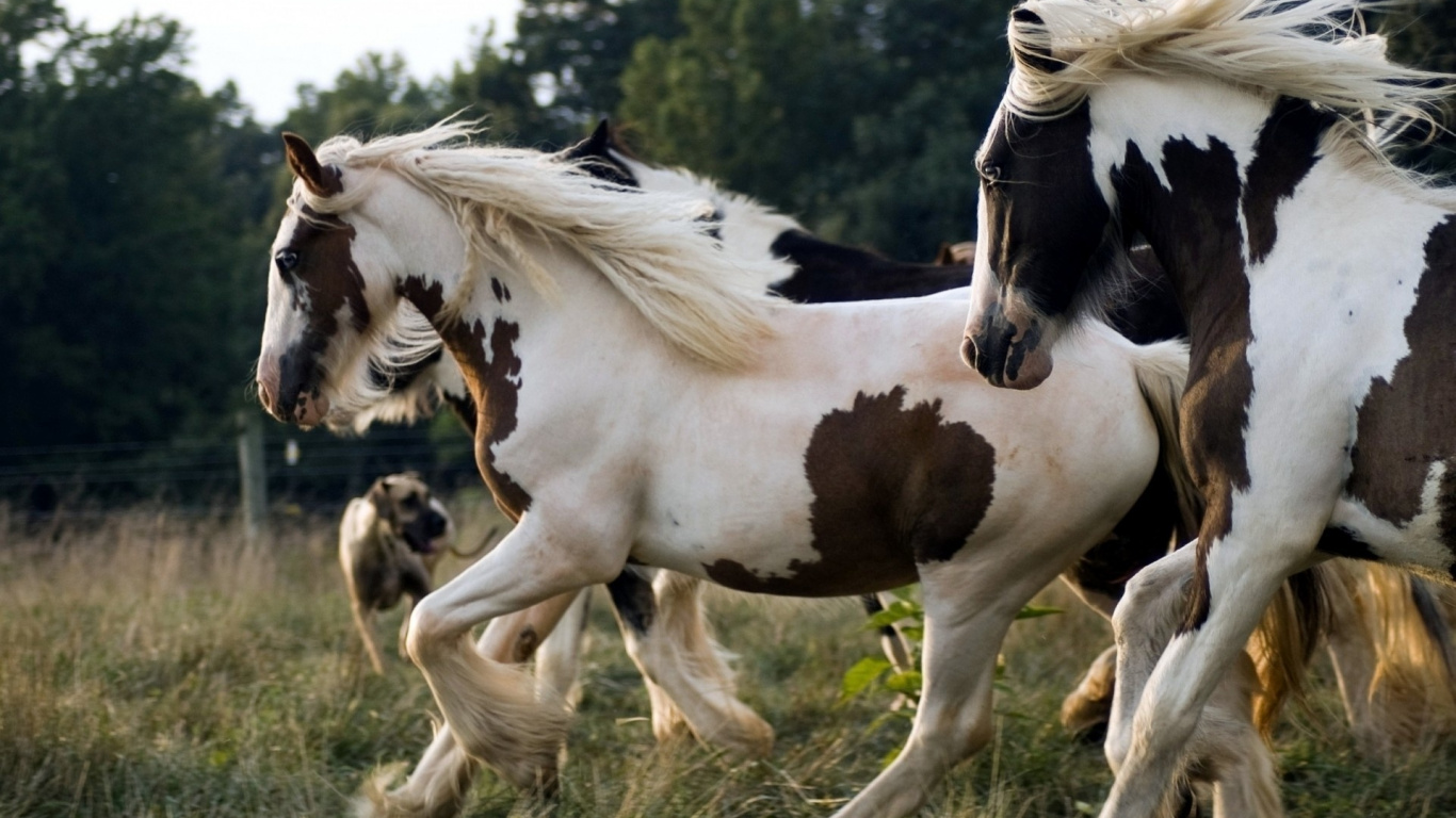White and Black Horse on Brown Grass Field During Daytime. Wallpaper in 1366x768 Resolution