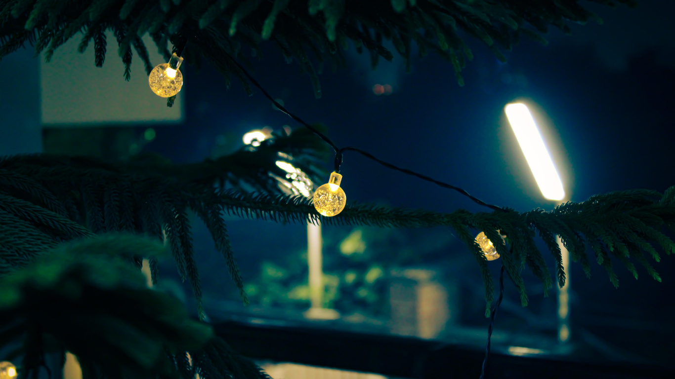 Nacht, Blatt, Biologie, Pflanzen, Wissenschaft. Wallpaper in 1366x768 Resolution