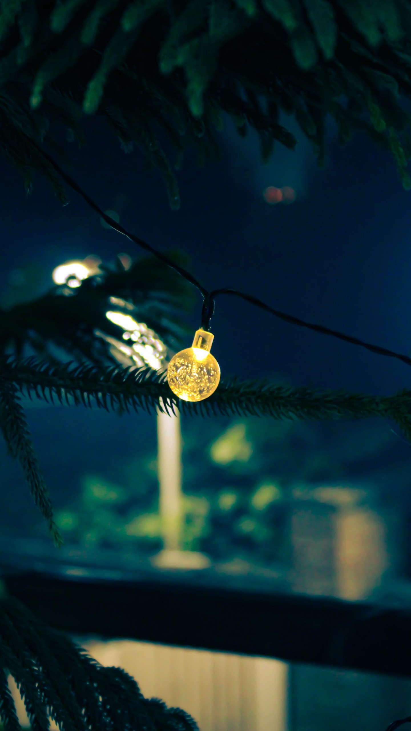 Night, Leaf, Biology, Plants, Science. Wallpaper in 1440x2560 Resolution