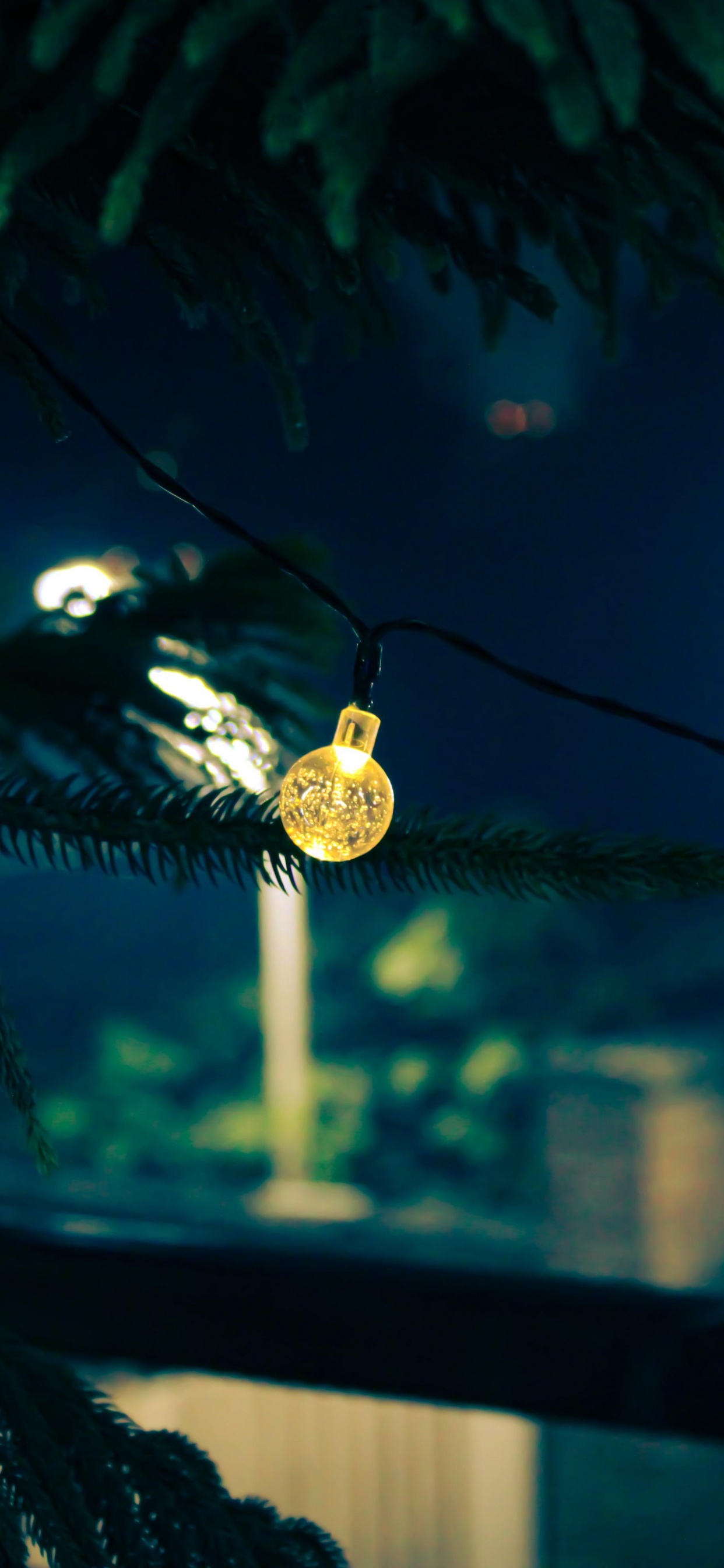 Nuit, Feuille, Biologie, Plante, Sciences. Wallpaper in 1242x2688 Resolution