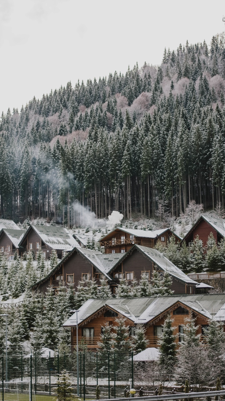 Tree, Snow, Winter, Home, Residential Area. Wallpaper in 720x1280 Resolution