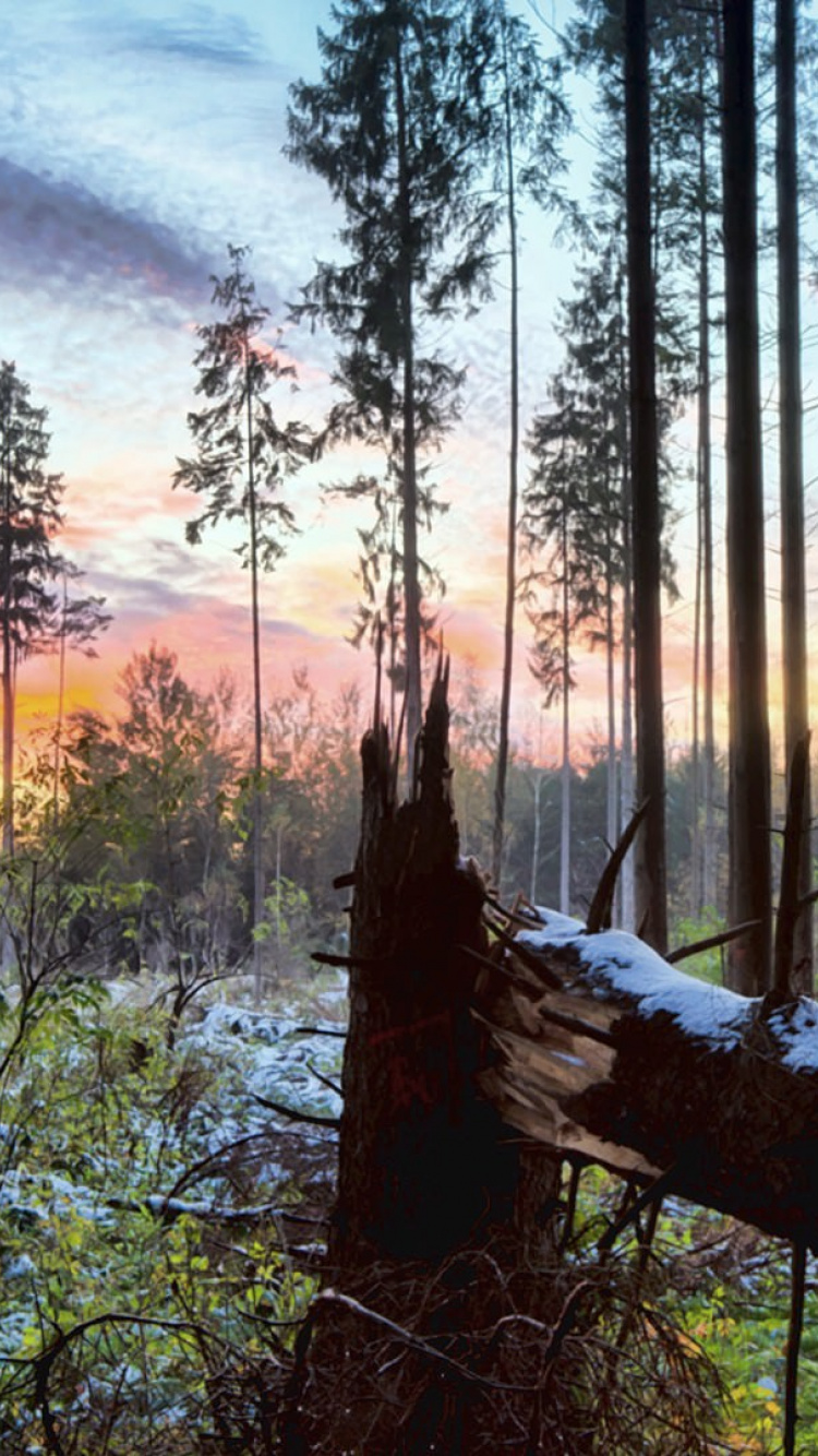 Brown Tree Trunk on Green Grass Field During Daytime. Wallpaper in 750x1334 Resolution