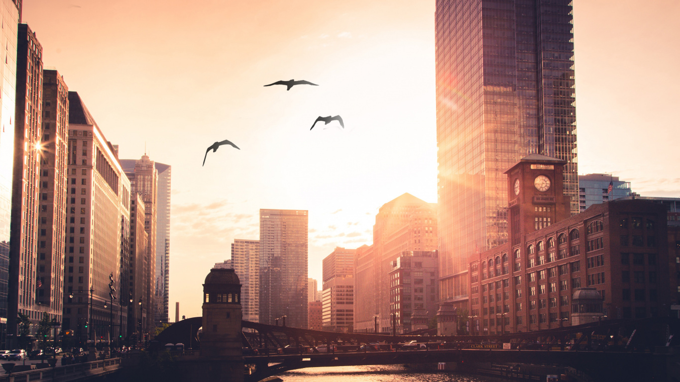 Birds Flying Over The City During Daytime. Wallpaper in 1366x768 Resolution