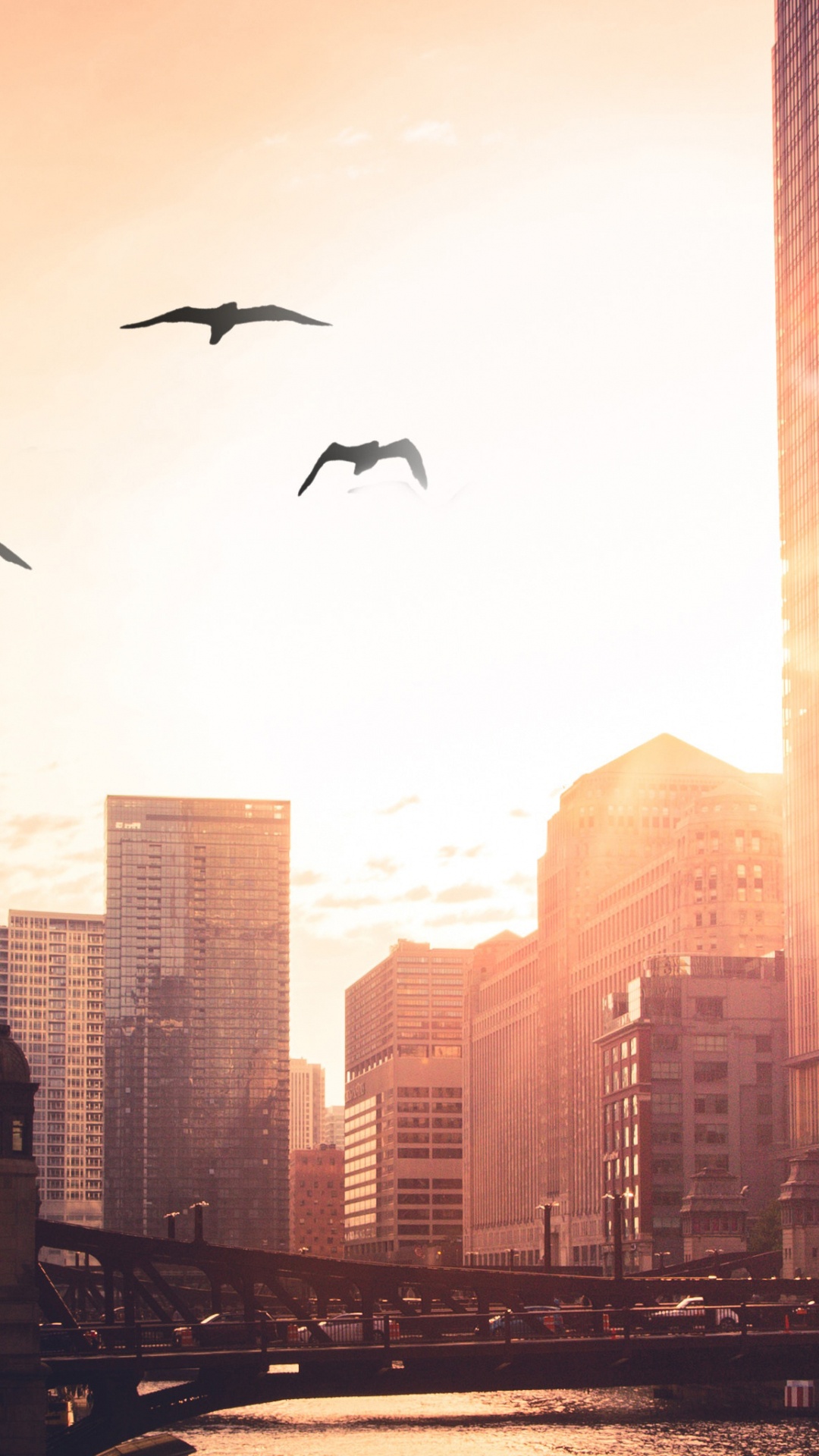 Oiseaux Survolant la Ville Pendant la Journée. Wallpaper in 1080x1920 Resolution