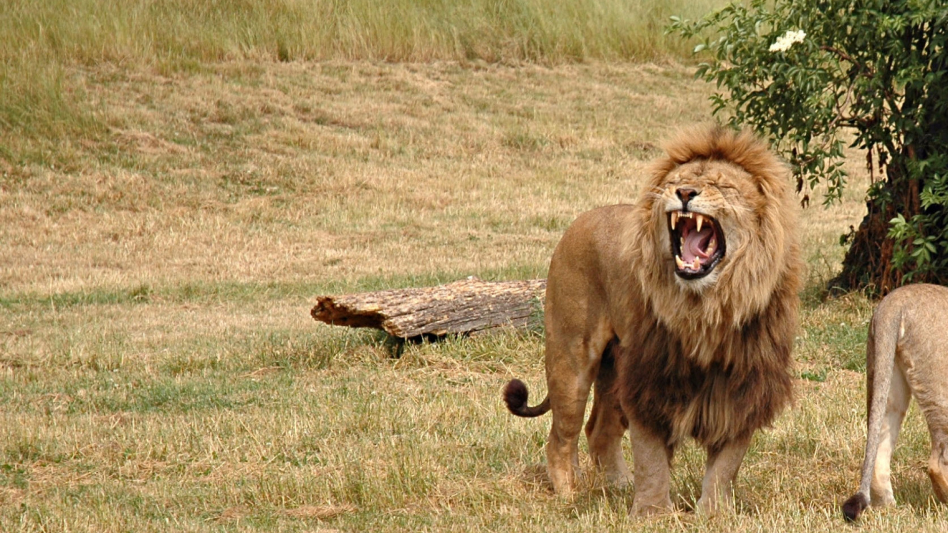 Lion Sur Terrain D'herbe Brune Pendant la Journée. Wallpaper in 1920x1080 Resolution