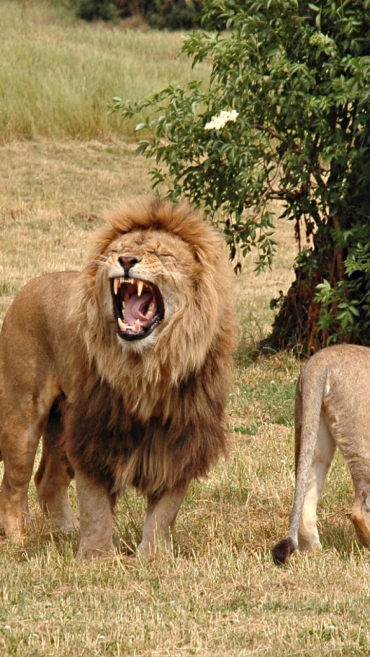 Lion Sur Terrain D'herbe Brune Pendant la Journée. Wallpaper in 720x1280 Resolution