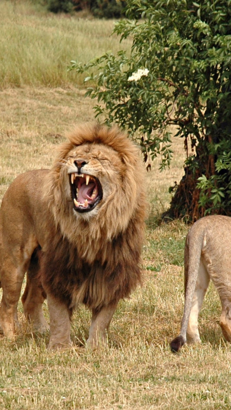Lion Sur Terrain D'herbe Brune Pendant la Journée. Wallpaper in 750x1334 Resolution