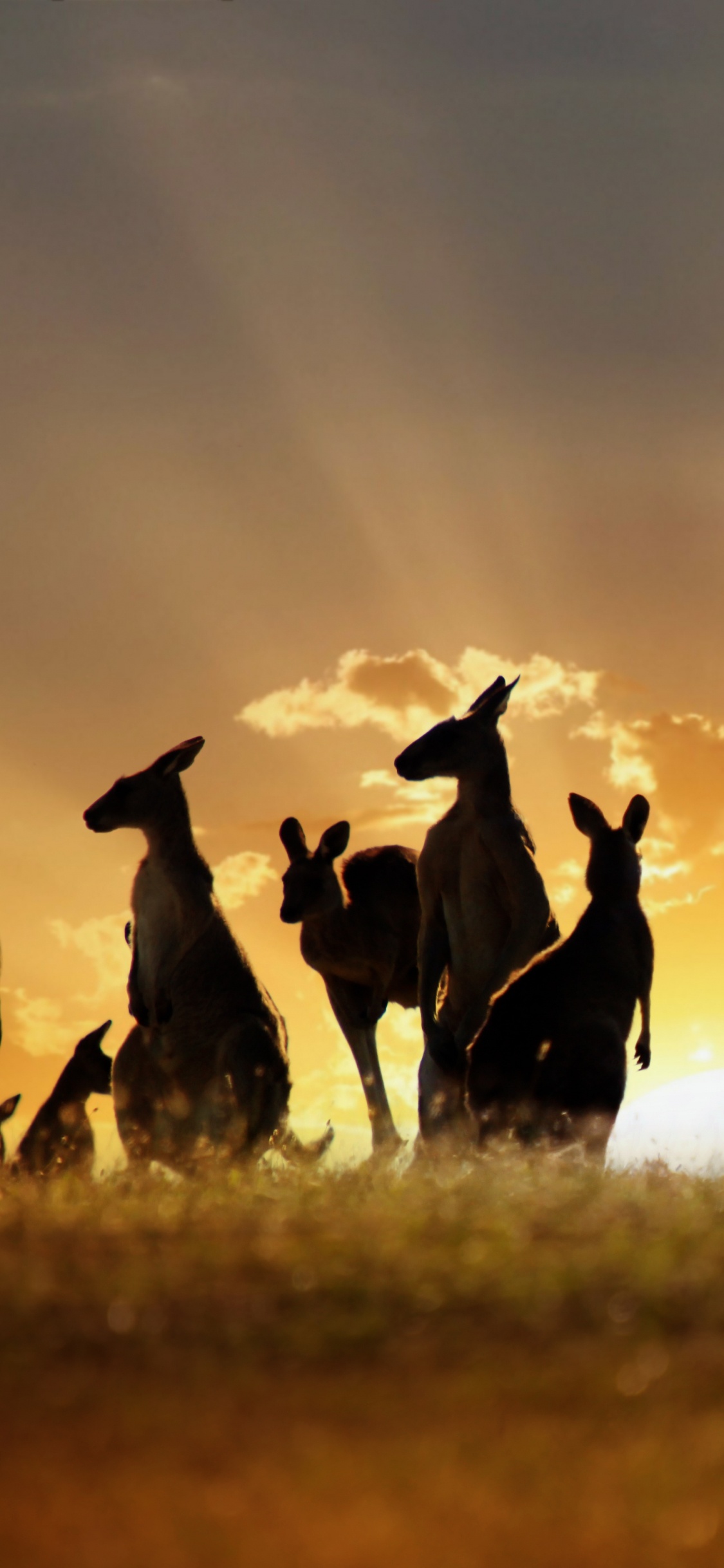 Silhouette de Personnes Sur Terrain en Herbe Pendant le Coucher du Soleil. Wallpaper in 1125x2436 Resolution