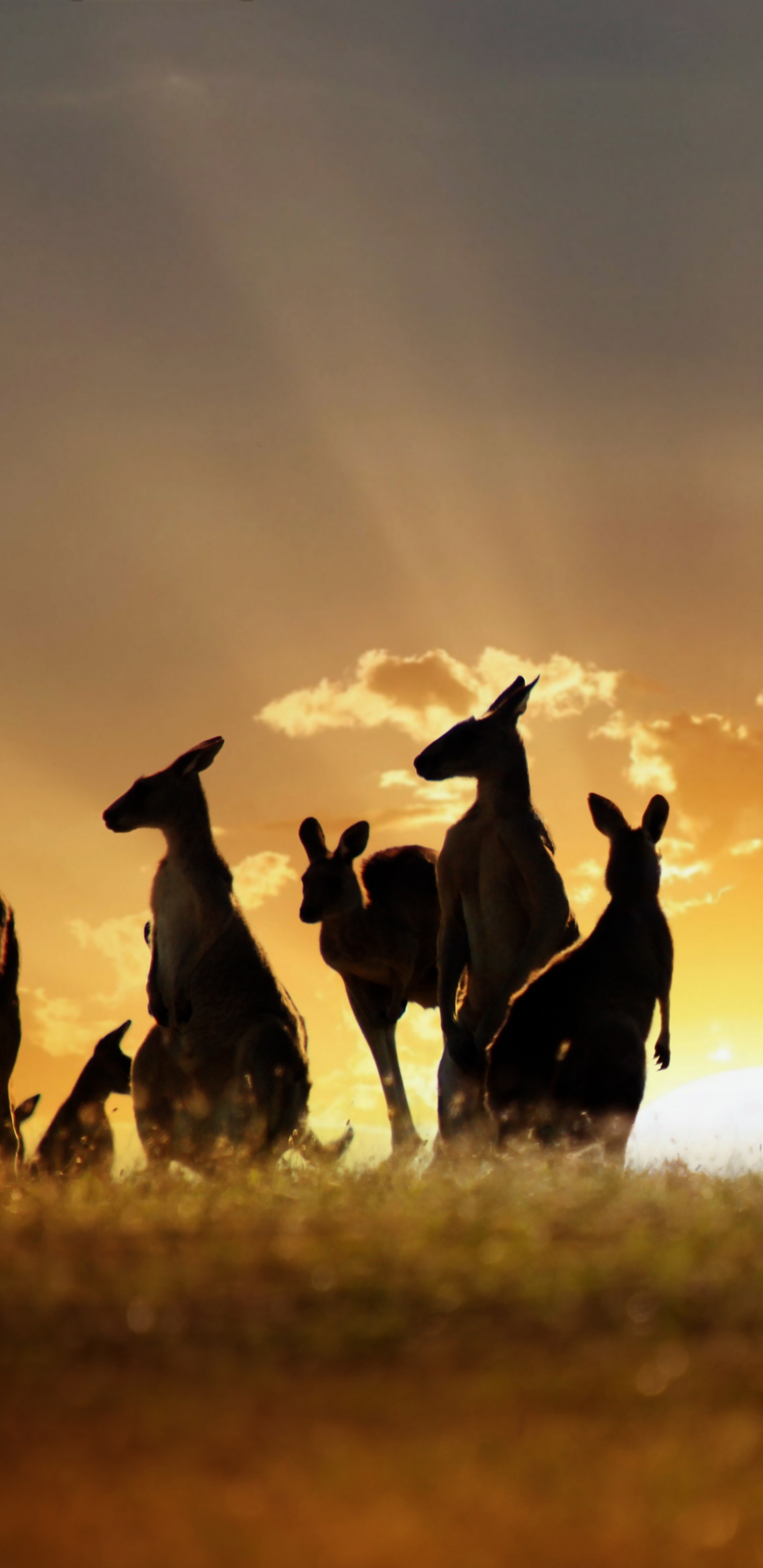 Silhouette de Personnes Sur Terrain en Herbe Pendant le Coucher du Soleil. Wallpaper in 1440x2960 Resolution