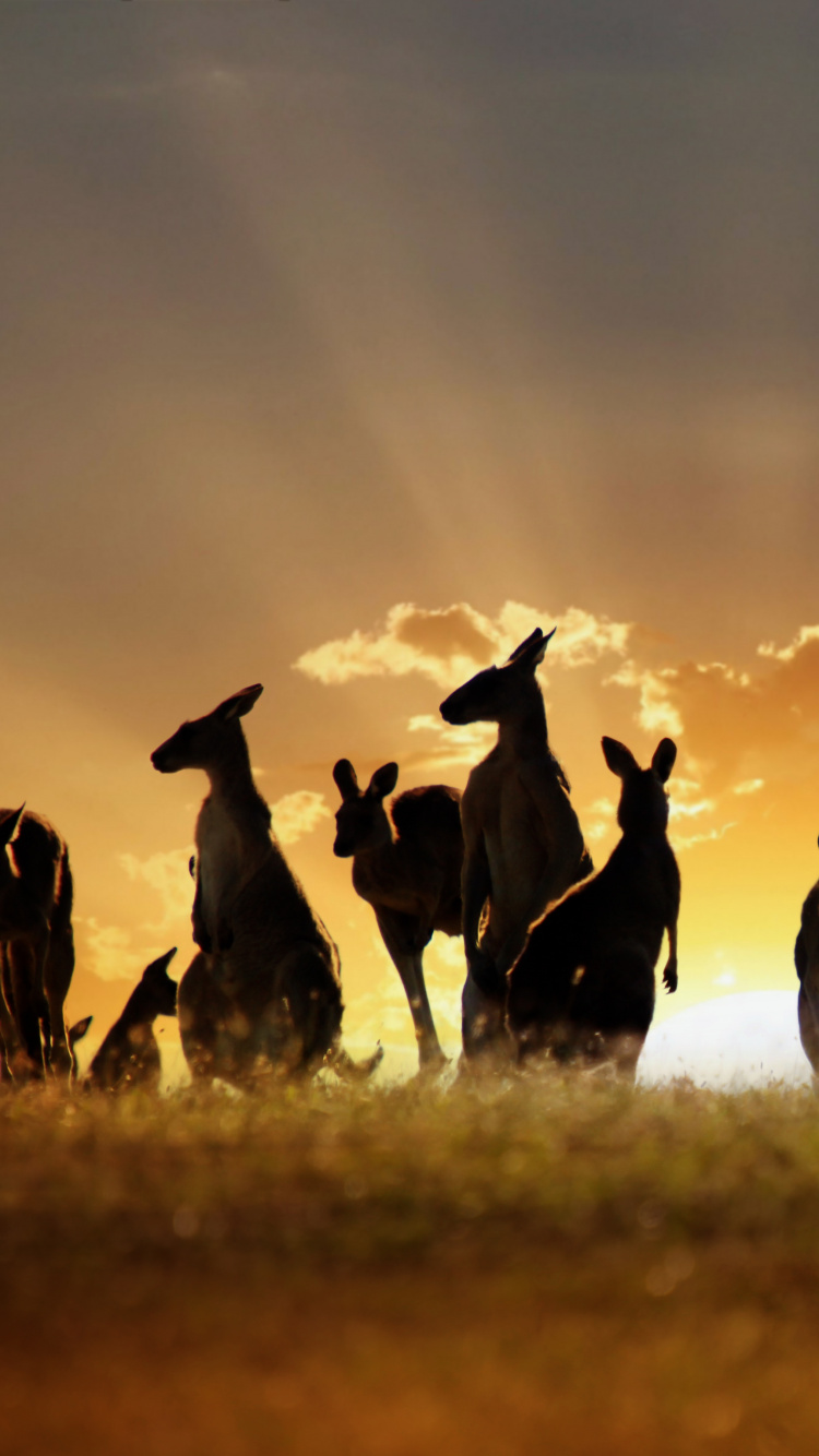 Silhouette de Personnes Sur Terrain en Herbe Pendant le Coucher du Soleil. Wallpaper in 750x1334 Resolution