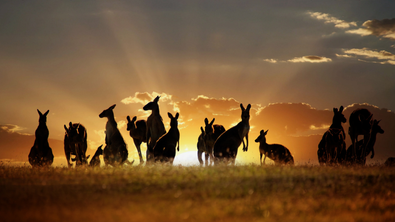 Silhouette of People on Grass Field During Sunset. Wallpaper in 1280x720 Resolution