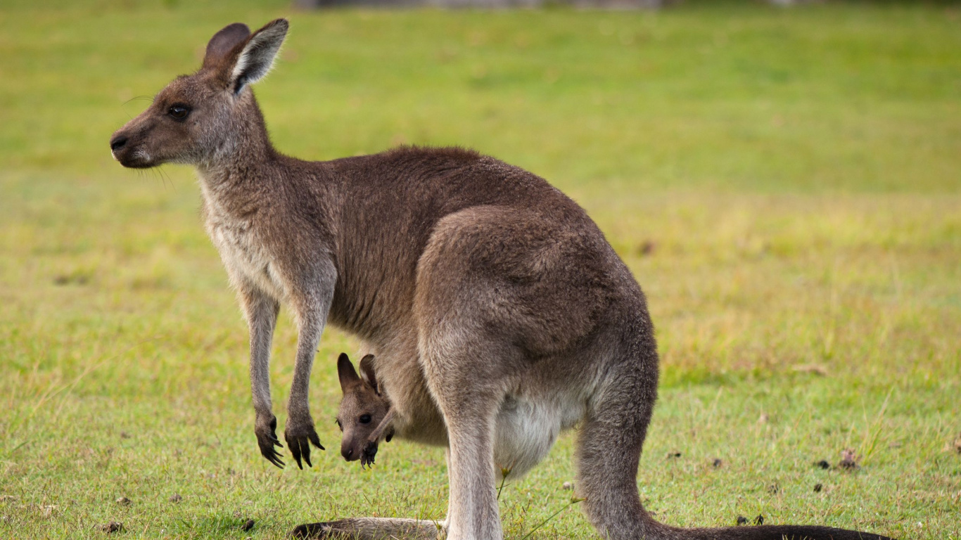 Brown Kangaroo on Green Grass Field During Daytime. Wallpaper in 1366x768 Resolution