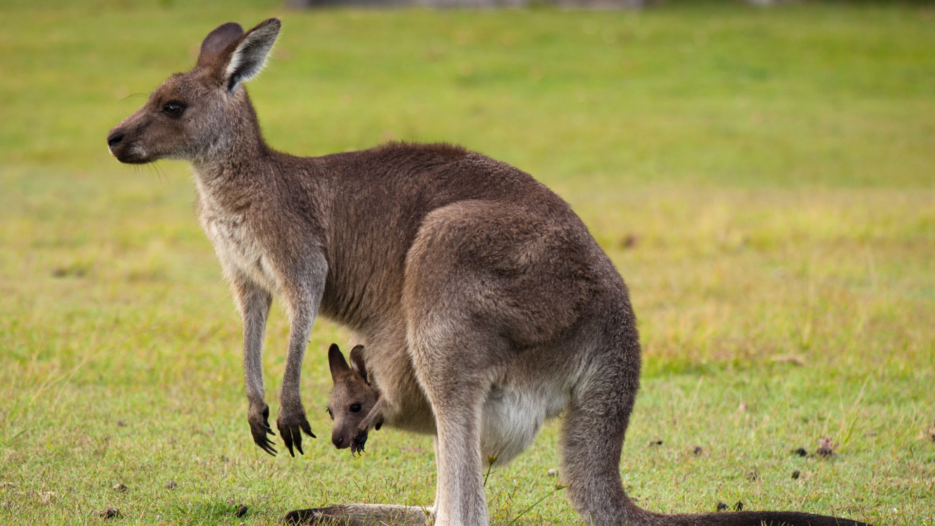 Brown Kangaroo on Green Grass Field During Daytime. Wallpaper in 1920x1080 Resolution