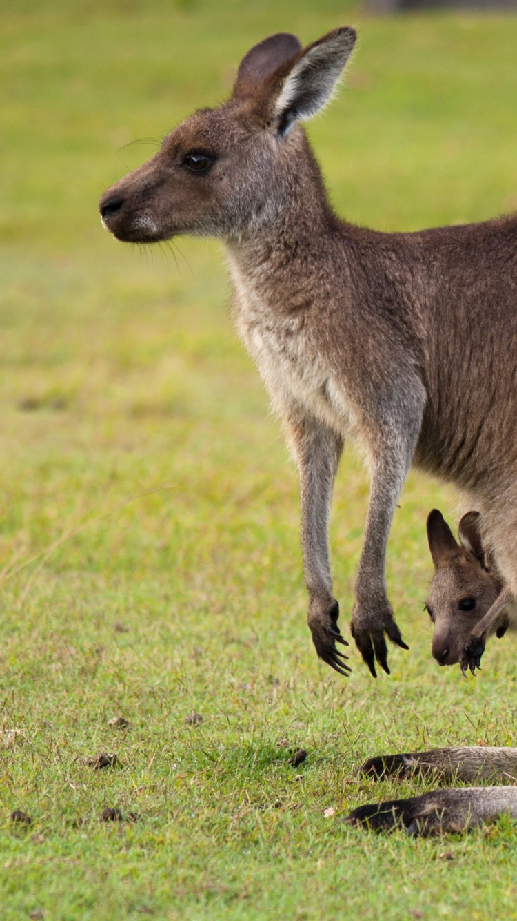 Brown Kangaroo on Green Grass Field During Daytime. Wallpaper in 750x1334 Resolution