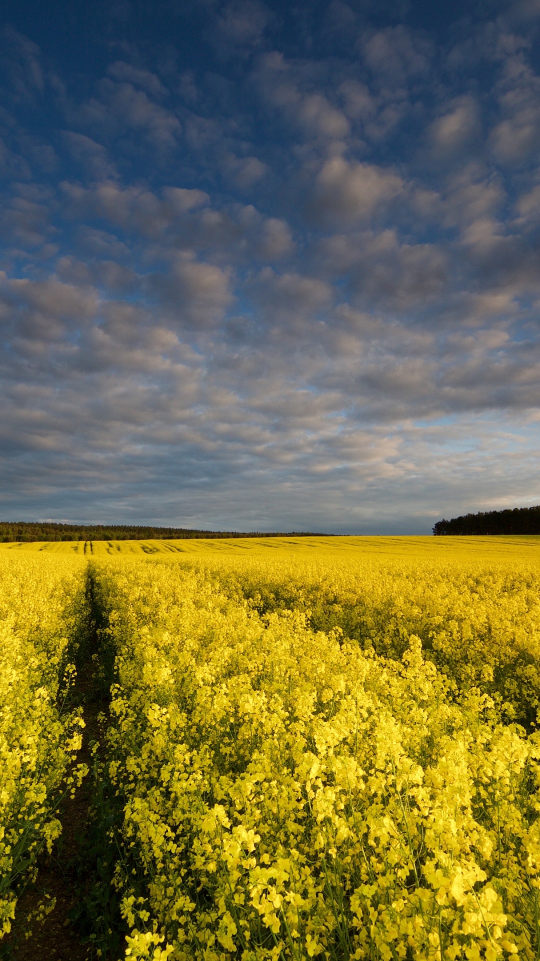 Canola, Clip, la Journée, Environnement Naturel, Jaune. Wallpaper in 1080x1920 Resolution