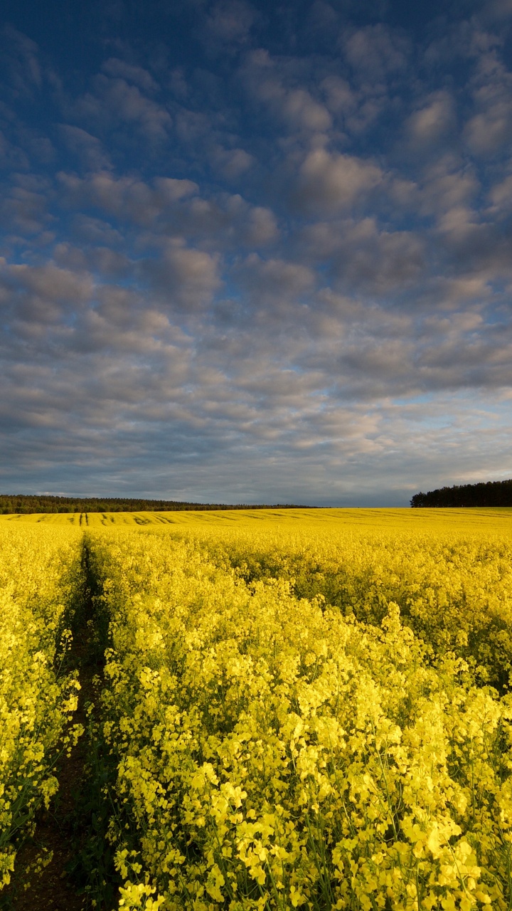 Canola, Music Video, Daytime, Natural Environment, Yellow. Wallpaper in 720x1280 Resolution
