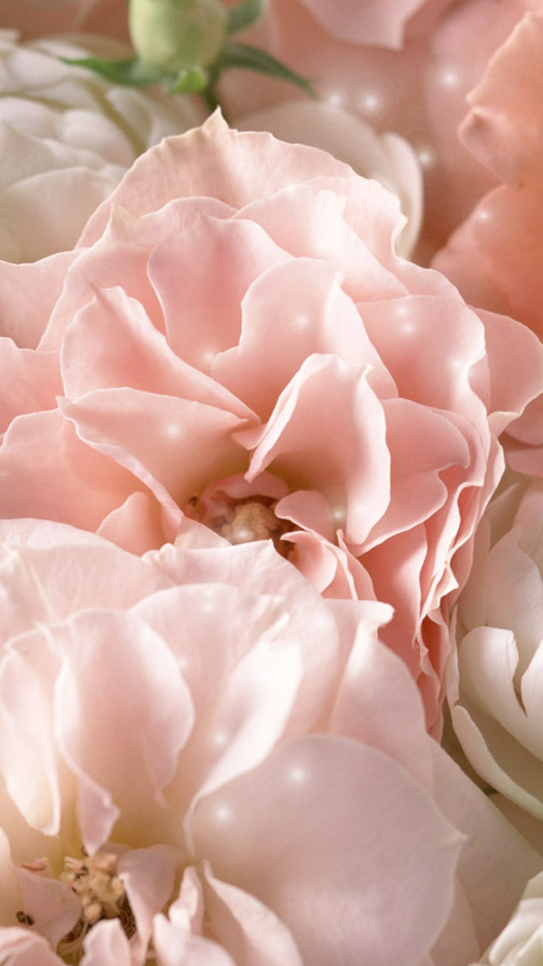 Pink and White Roses in Bloom. Wallpaper in 1080x1920 Resolution