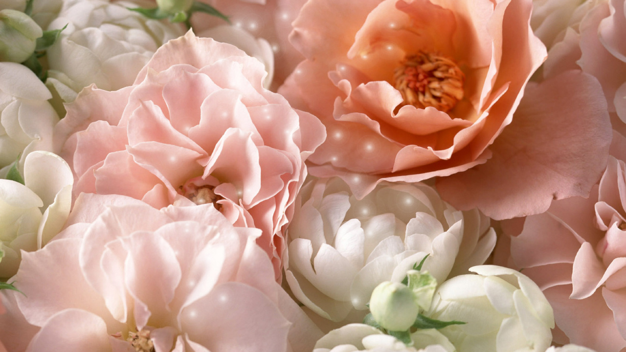 Pink and White Roses in Bloom. Wallpaper in 1280x720 Resolution