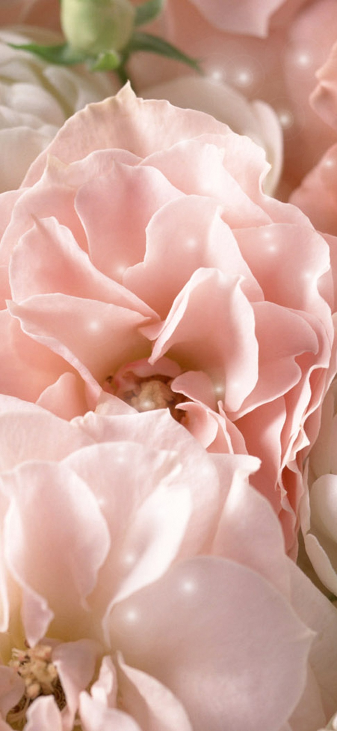 Rosa Und Weiße Rosen Blühen. Wallpaper in 1125x2436 Resolution