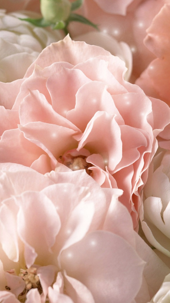 Roses Roses et Blanches en Fleurs. Wallpaper in 720x1280 Resolution