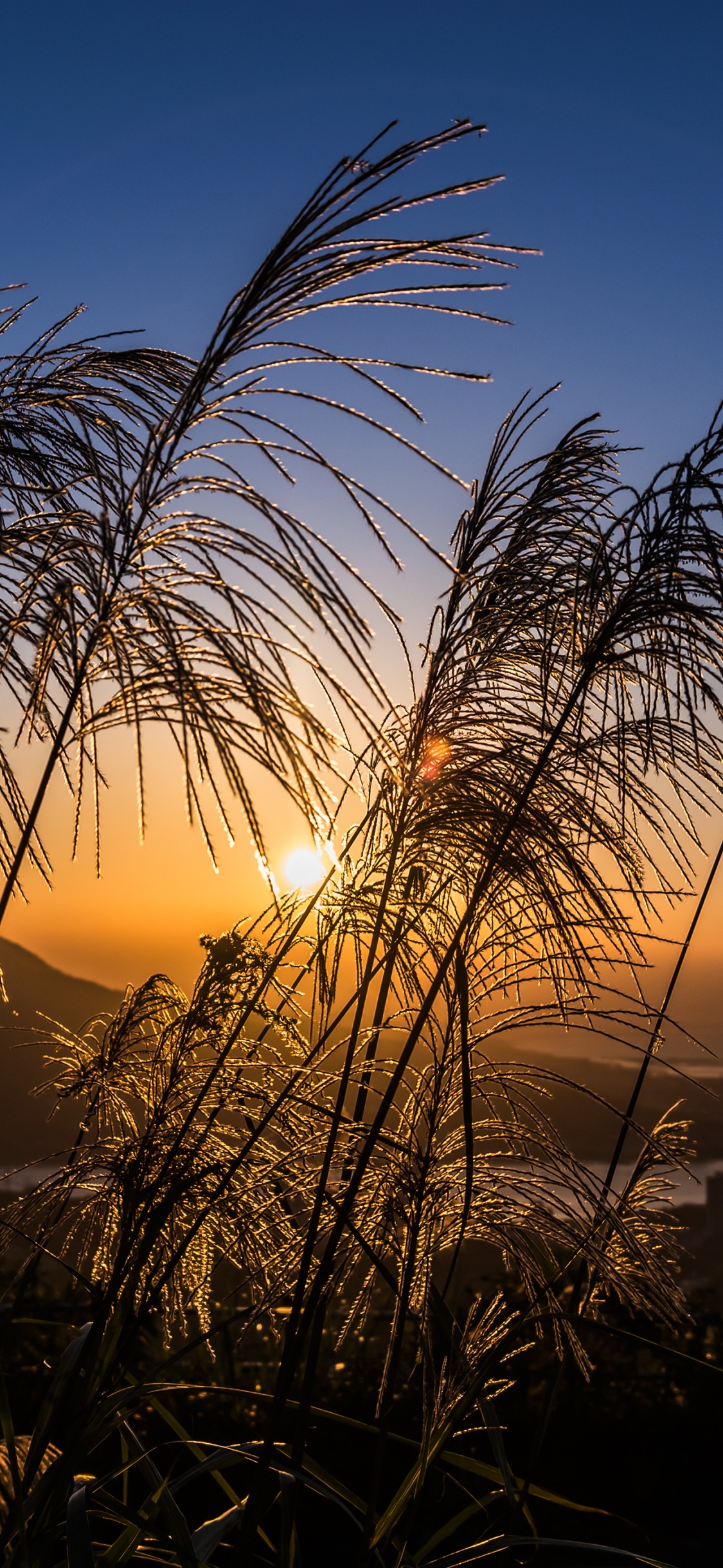 Atmosphere, Plant, Cloud, Afterglow, Natural Landscape. Wallpaper in 1125x2436 Resolution