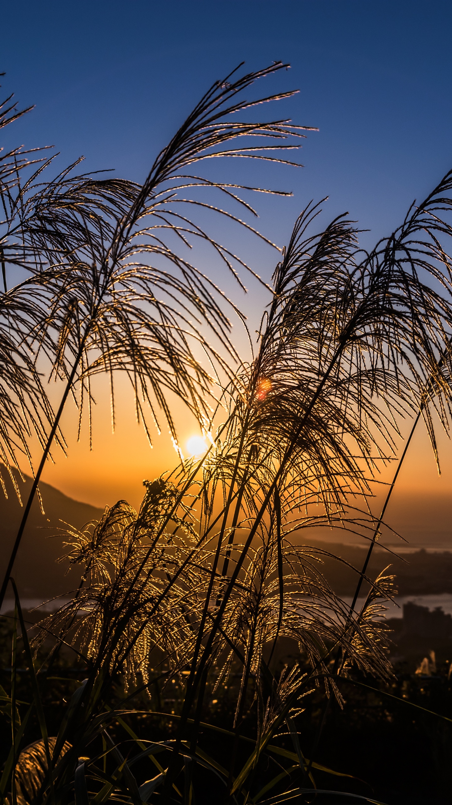 Atmosphere, Plant, Cloud, Afterglow, Natural Landscape. Wallpaper in 1440x2560 Resolution