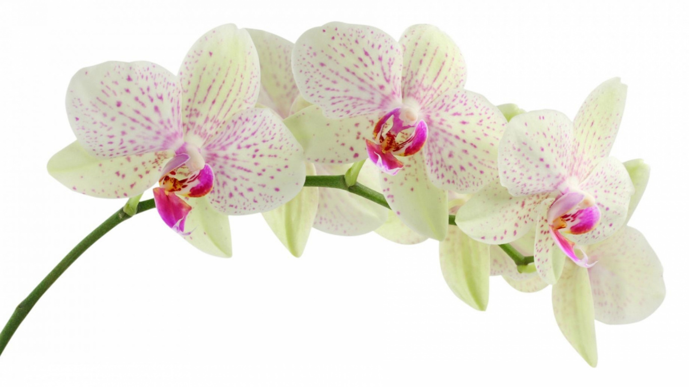 Purple and White Moth Orchids in Bloom. Wallpaper in 1366x768 Resolution