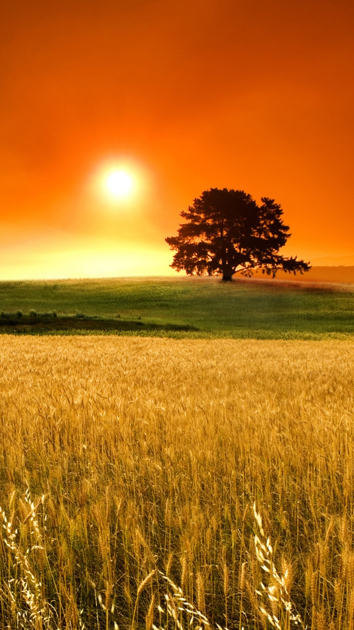 Campo de Hierba Verde Durante la Puesta de Sol. Wallpaper in 720x1280 Resolution