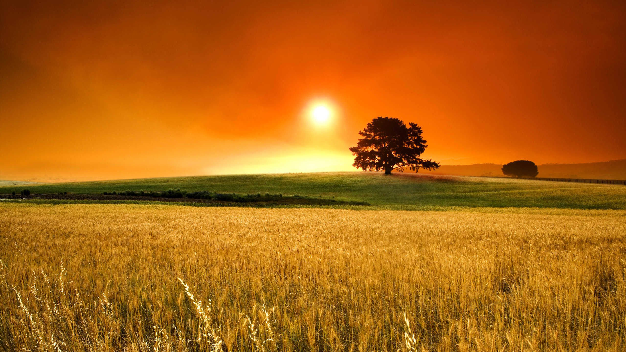 Green Grass Field During Sunset. Wallpaper in 2560x1440 Resolution