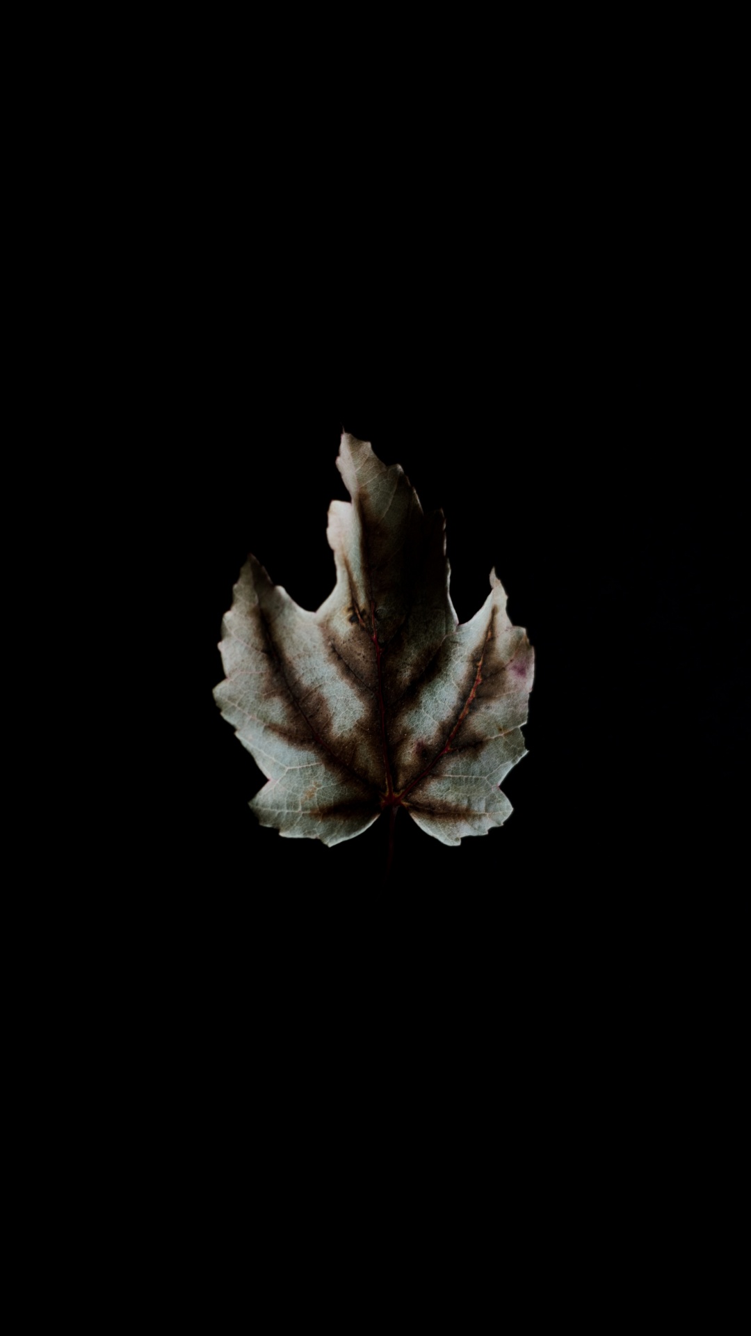 White and Brown Maple Leaf. Wallpaper in 1080x1920 Resolution