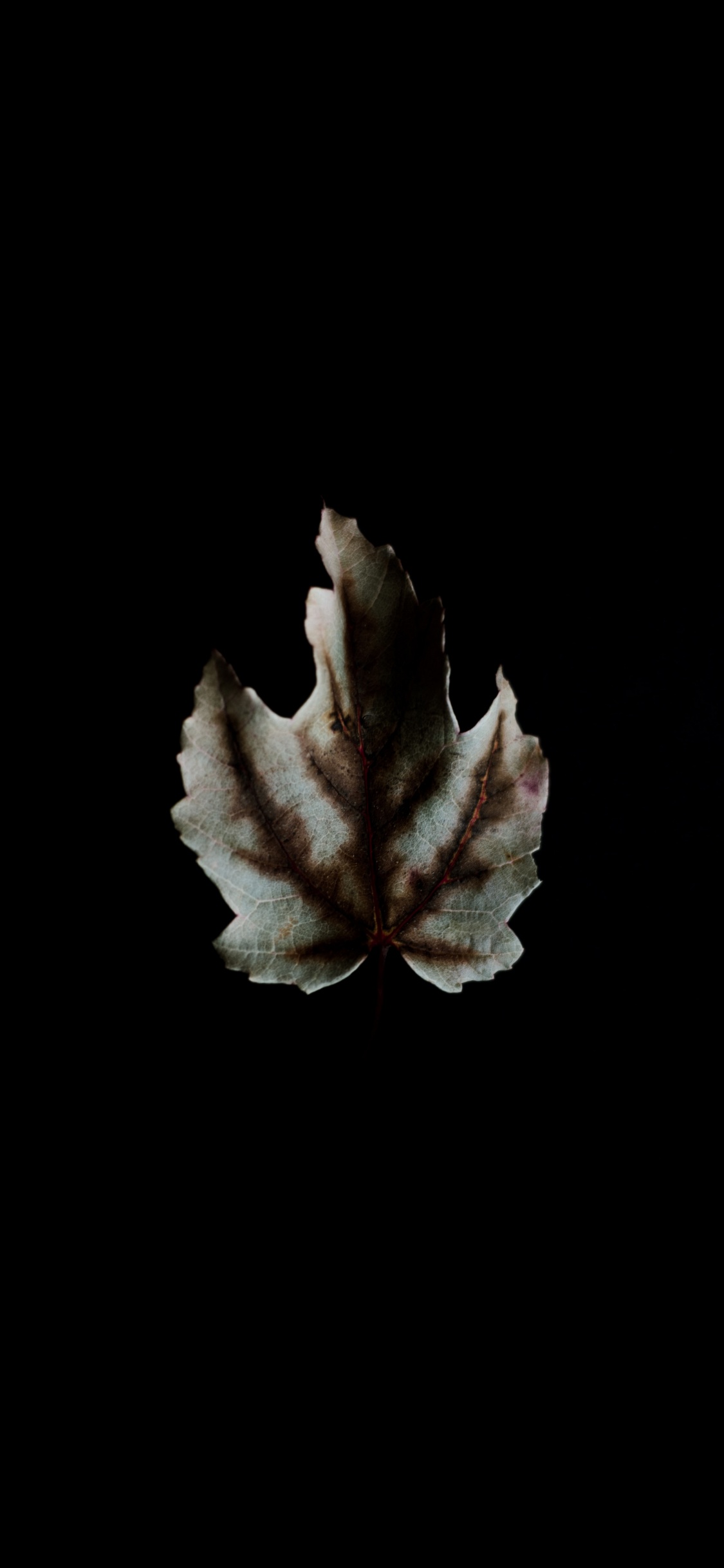 White and Brown Maple Leaf. Wallpaper in 1125x2436 Resolution
