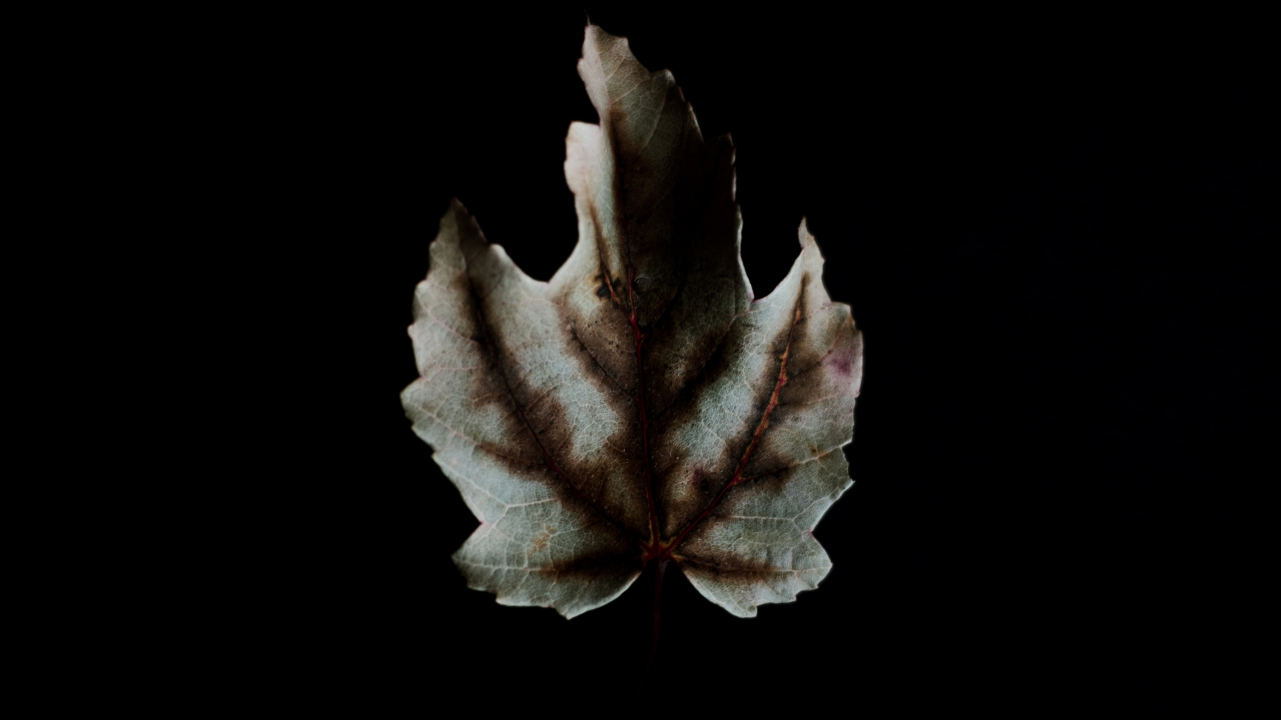 White and Brown Maple Leaf. Wallpaper in 2560x1440 Resolution