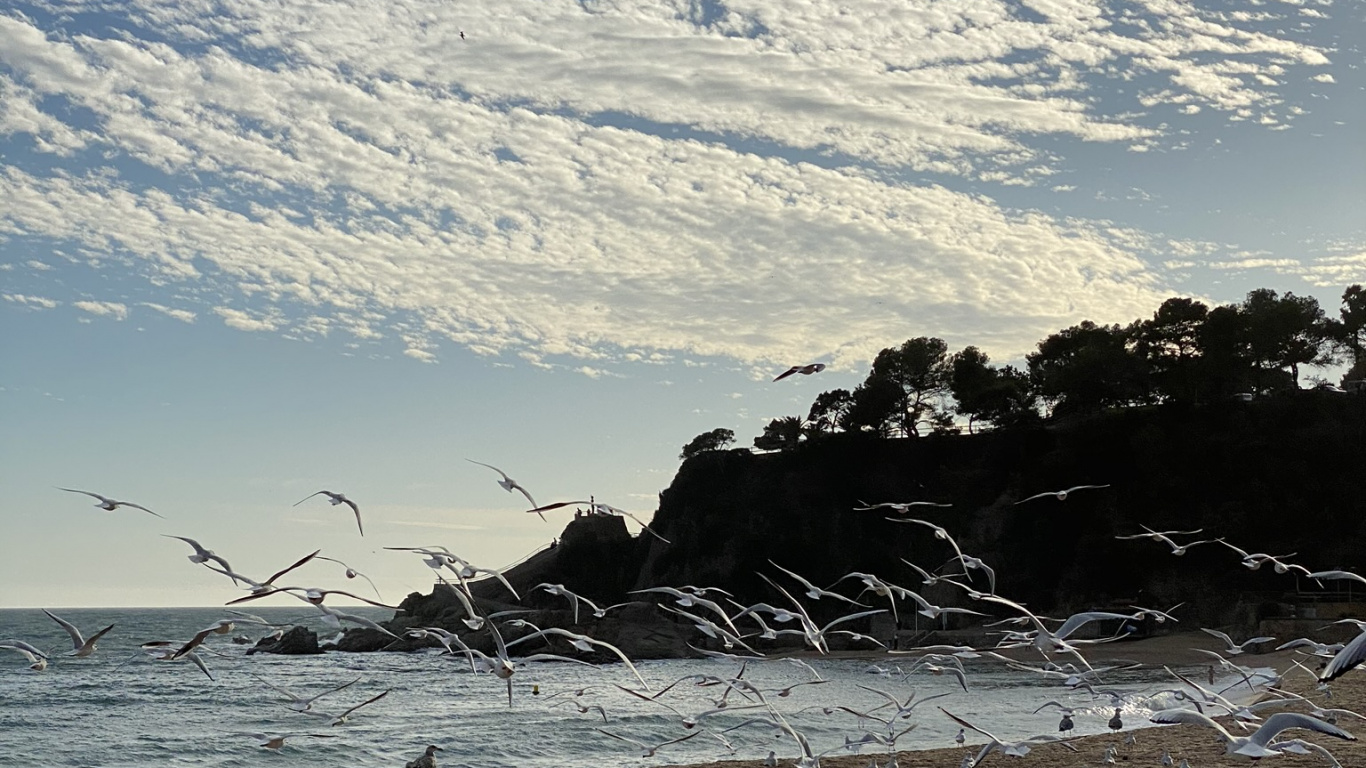 大海, 人体内的水, 性质, 木, 多山的地貌 壁纸 1366x768 允许