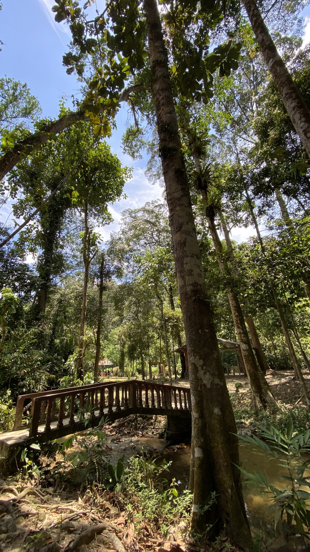 Végétation, Biome, Rainforest, Jungle, Nature. Wallpaper in 1080x1920 Resolution