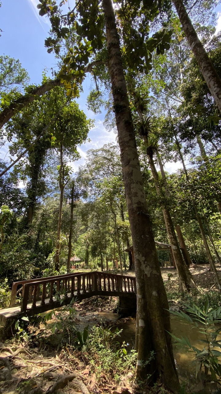 Végétation, Biome, Rainforest, Jungle, Nature. Wallpaper in 720x1280 Resolution