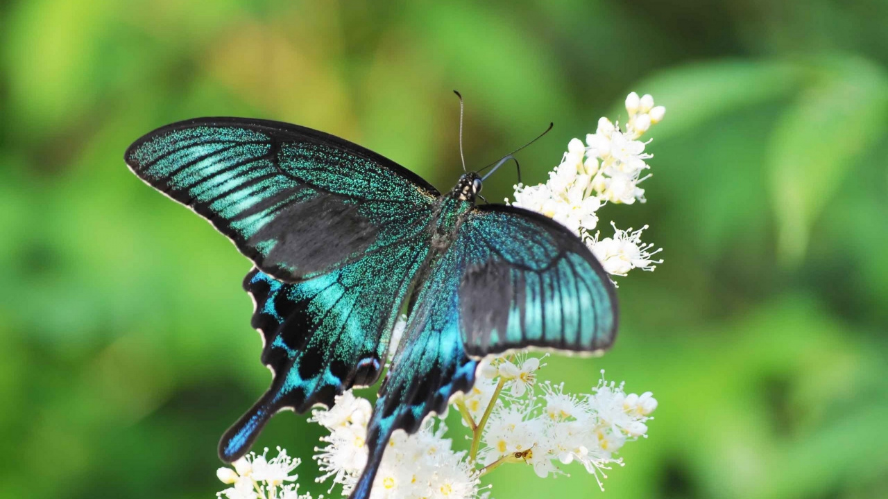 Black and Blue Butterfly Perched on White Flower in Close up Photography During Daytime. Wallpaper in 1280x720 Resolution