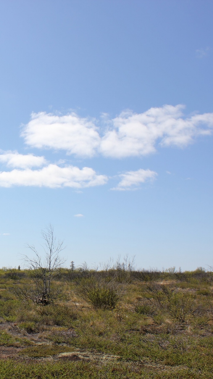 土地很多, 草原, 生态区, 数量, 地平线 壁纸 720x1280 允许