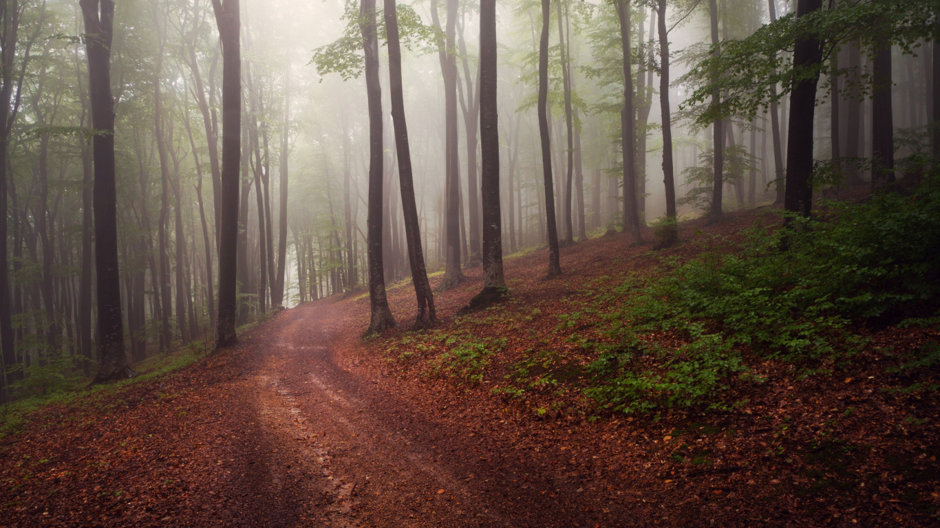 Chemin de Terre Brun Entre Les Arbres. Wallpaper in 1366x768 Resolution