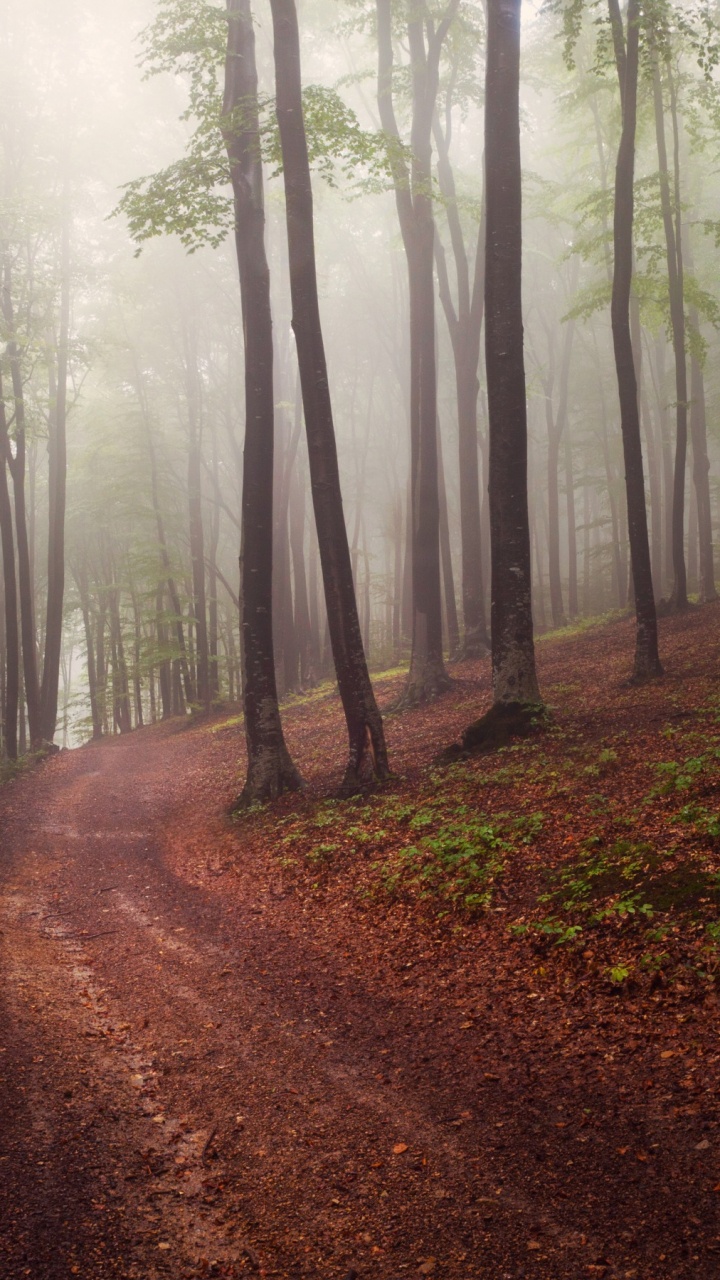 Brown Dirt Road Between Trees. Wallpaper in 720x1280 Resolution