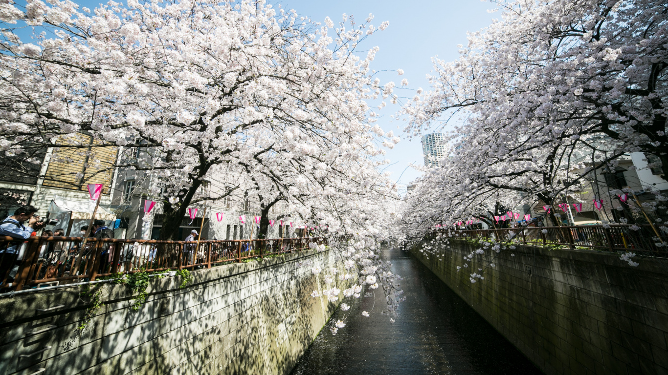 White Cherry Blossom Trees Near River. Wallpaper in 1366x768 Resolution