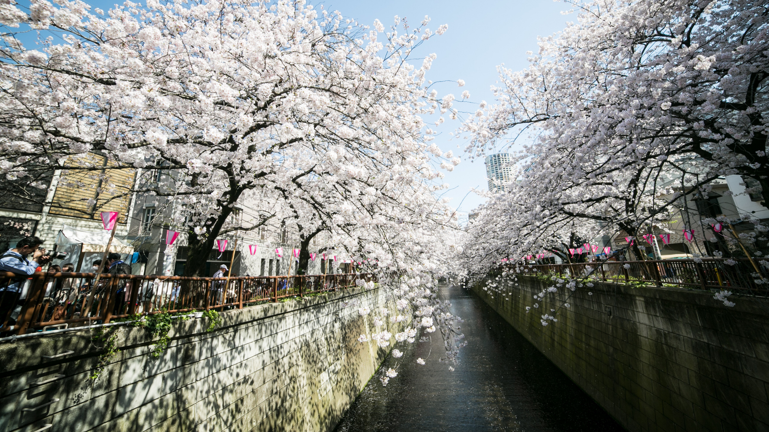 White Cherry Blossom Trees Near River. Wallpaper in 2560x1440 Resolution