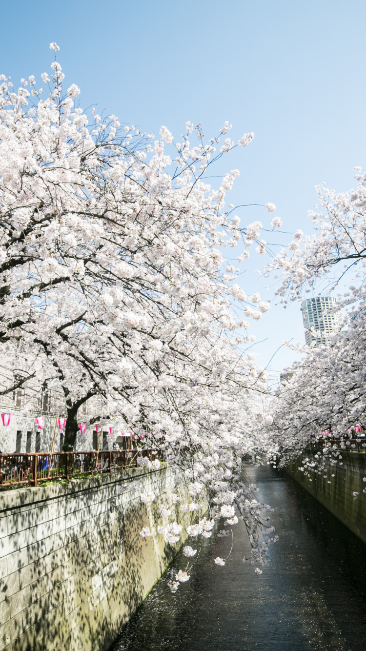 White Cherry Blossom Trees Near River. Wallpaper in 750x1334 Resolution