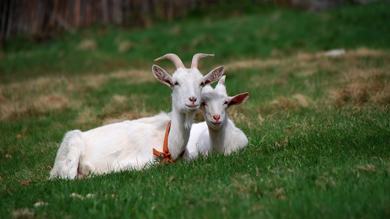 White Goat on Green Grass Field During Daytime. Wallpaper in 1366x768 Resolution