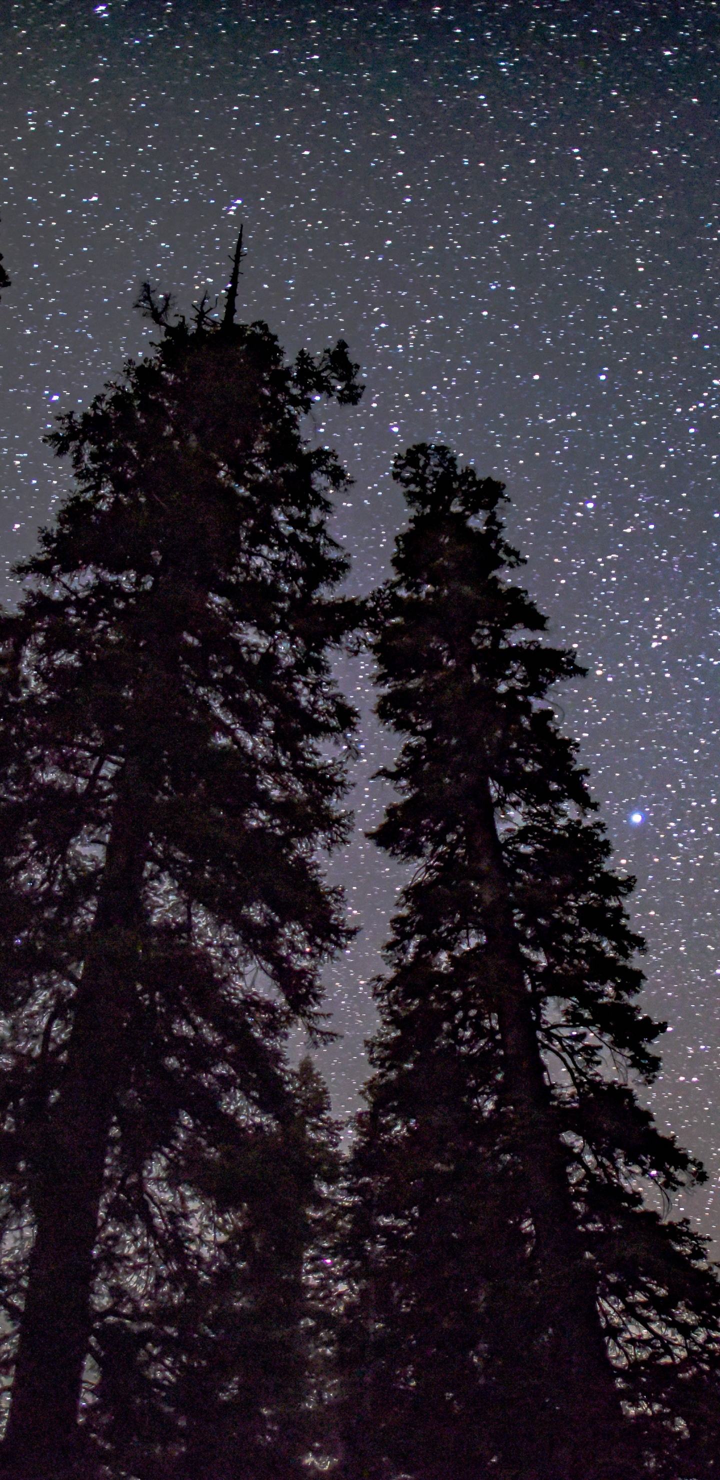 Pin Arbre Silhouette Ciel Nocturne, Silhouette, Pin, Atmosphère, Paysage Naturel. Wallpaper in 1440x2960 Resolution