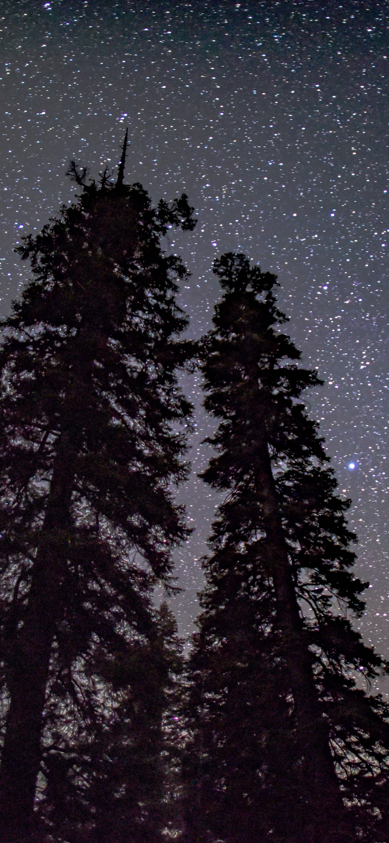 Pino, Silueta, Cielo Nocturno, Silueta, Pino, Ambiente, Paisaje Natural. Wallpaper in 1242x2688 Resolution